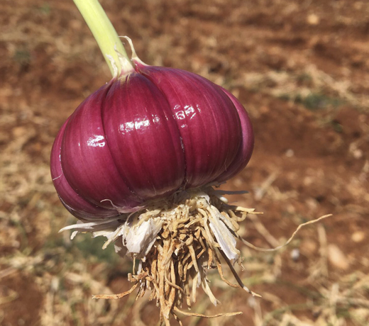 ajo morado