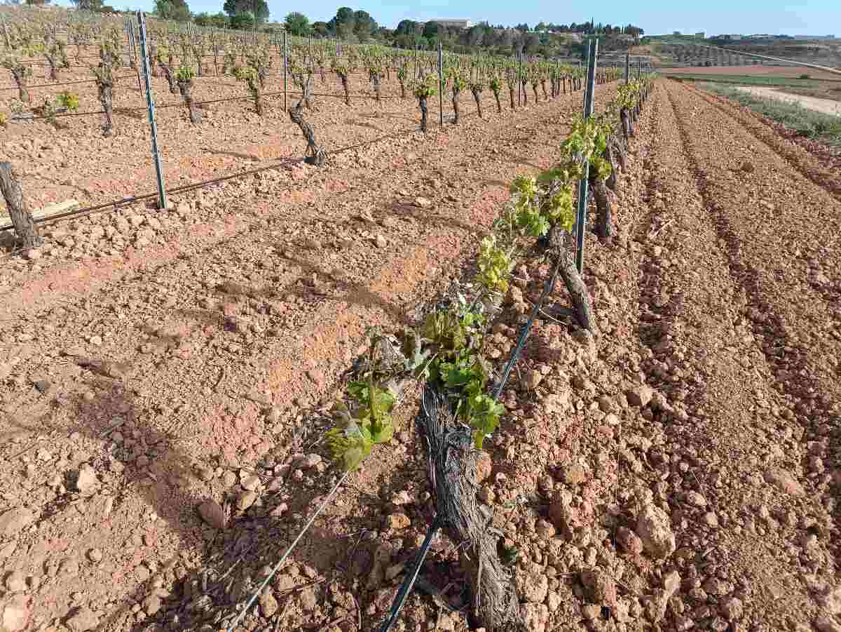 viñas heladas