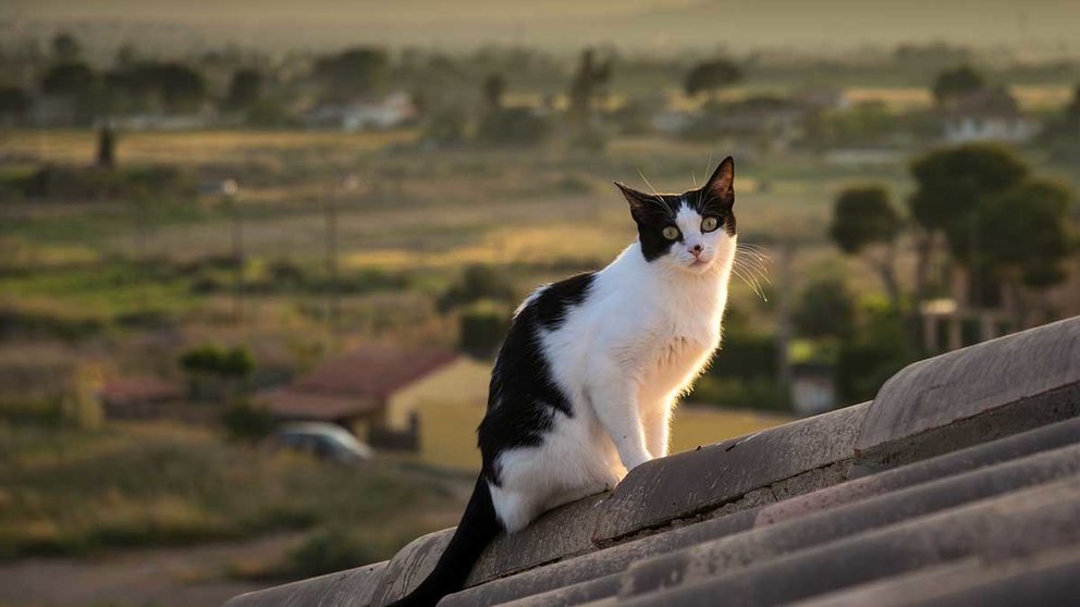 Imagen de un gato en un tejado de una vivienda
