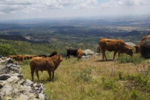 Zonas de montaña