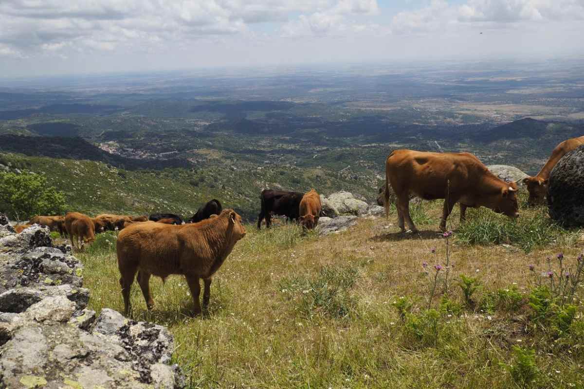 Zonas de montaña