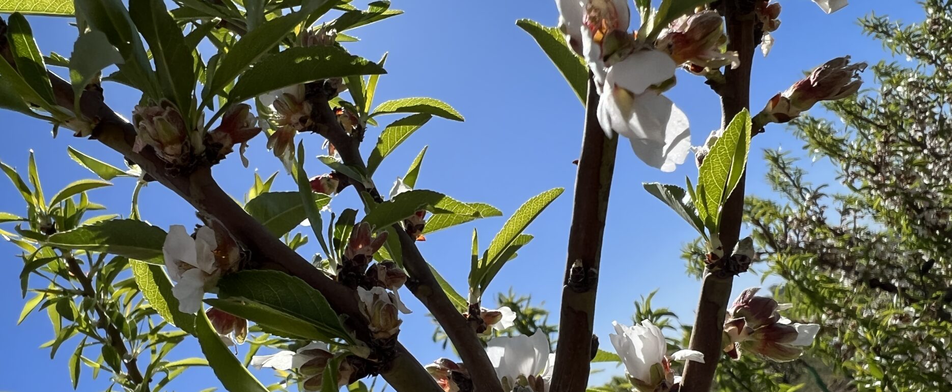 almendro