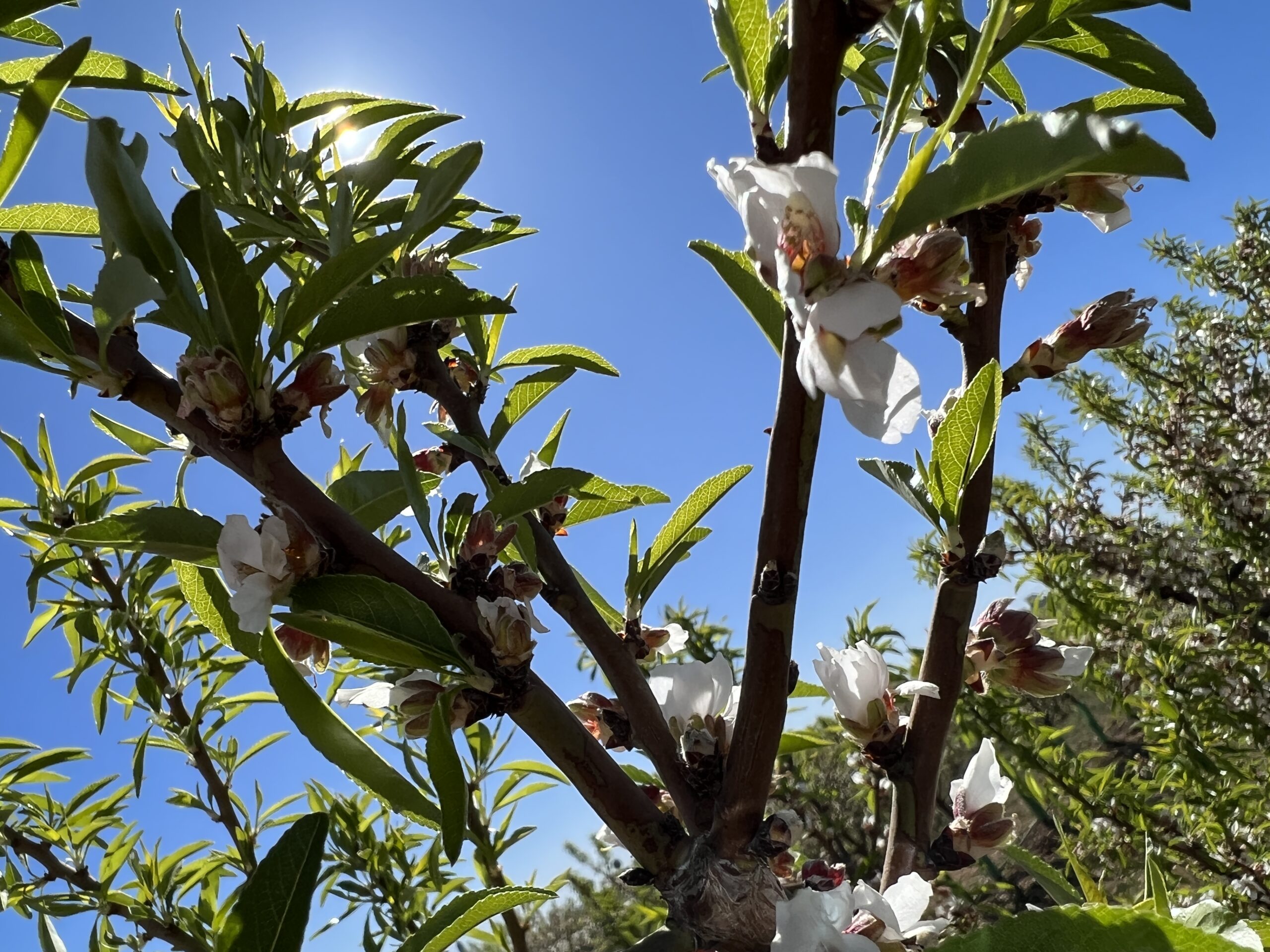 almendro