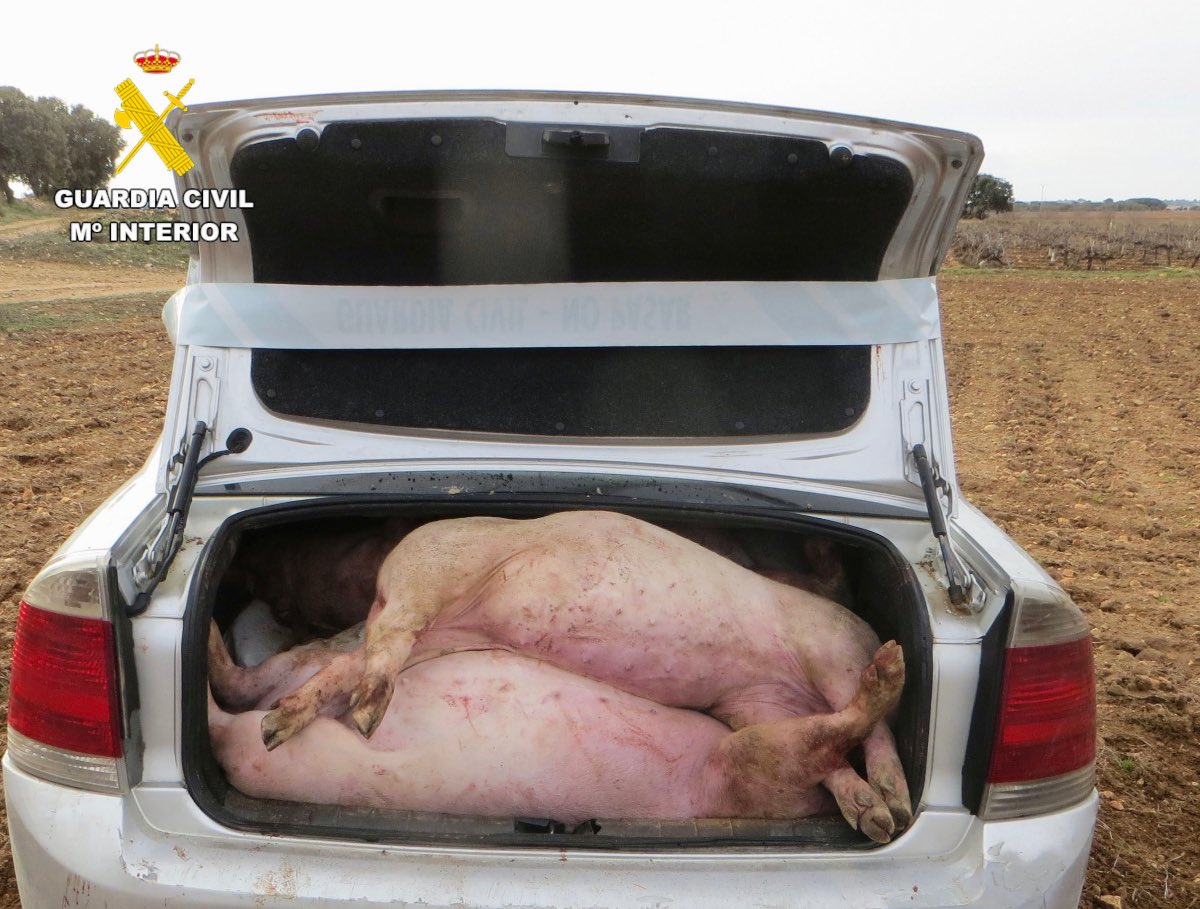 Operación 'Oleozen' de la Guardia Civil de La Roda (Albacete)