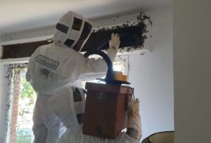 El enjambre de abejas que los bomberos han retirado en Calalberche (Toledo).