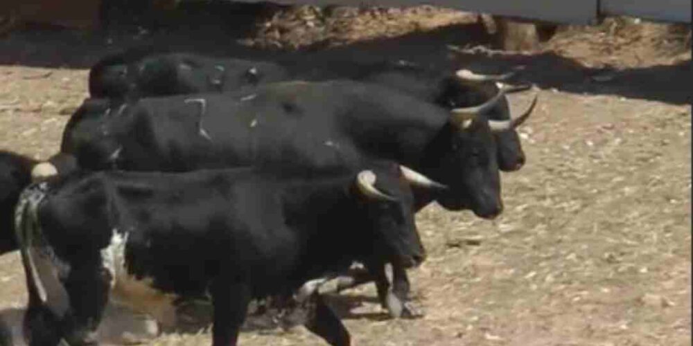 Imagen de toros de una ganadería de Armuña de Tajuña.