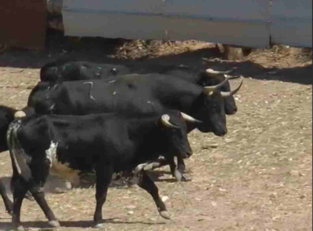 Imagen de toros de una ganadería de Armuña de Tajuña.