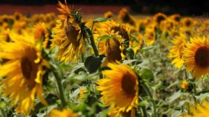 girasoles