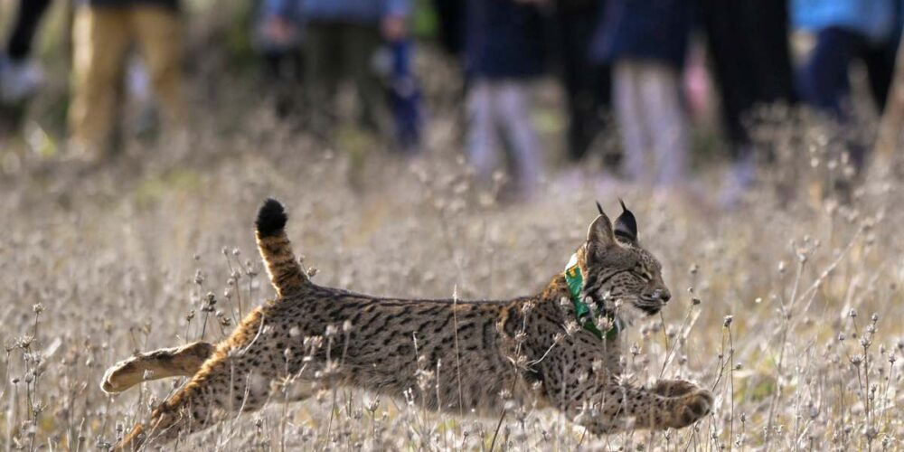 Foto de archivo de un ejemplar de lince ibérico.