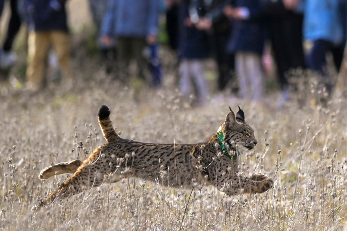 Ejemplar de lince ibérico.