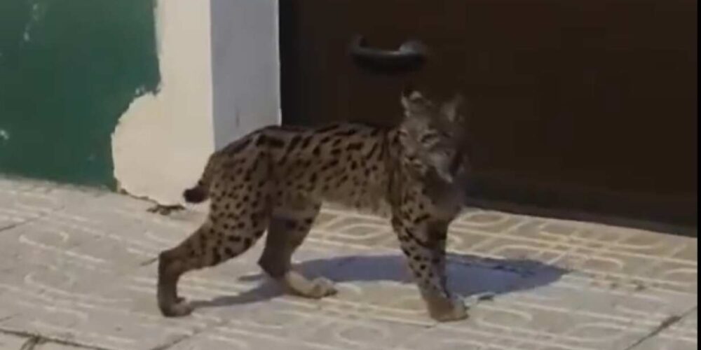 El lince ibérico que se paseó por las calles de Munera (Albacete).