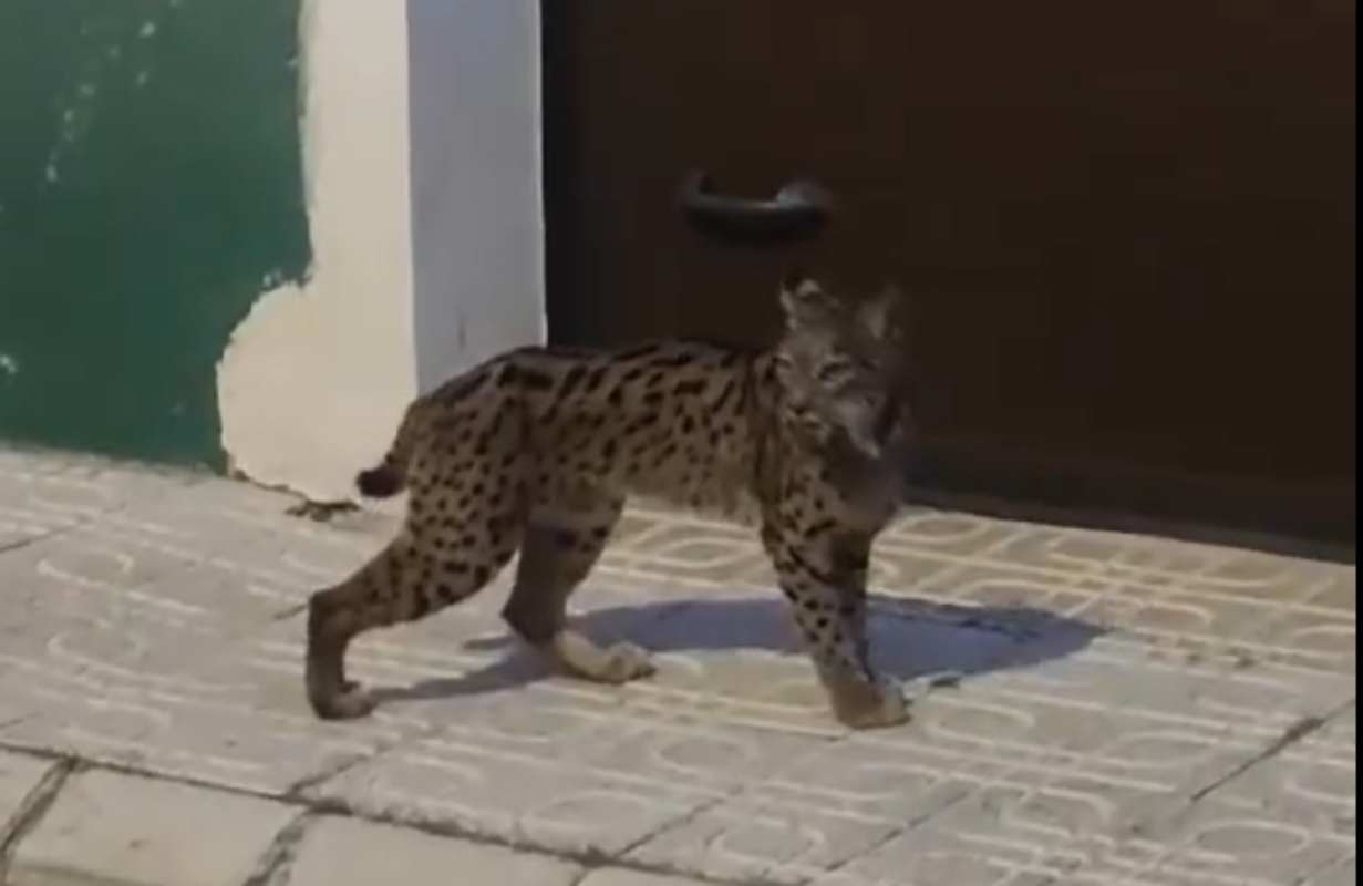 El lince ibérico que se paseó por las calles de Munera (Albacete).