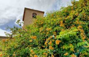 Foto de archivo de uno de los grandes atractivos del jardín de San Lucas: el rosal Banksiae