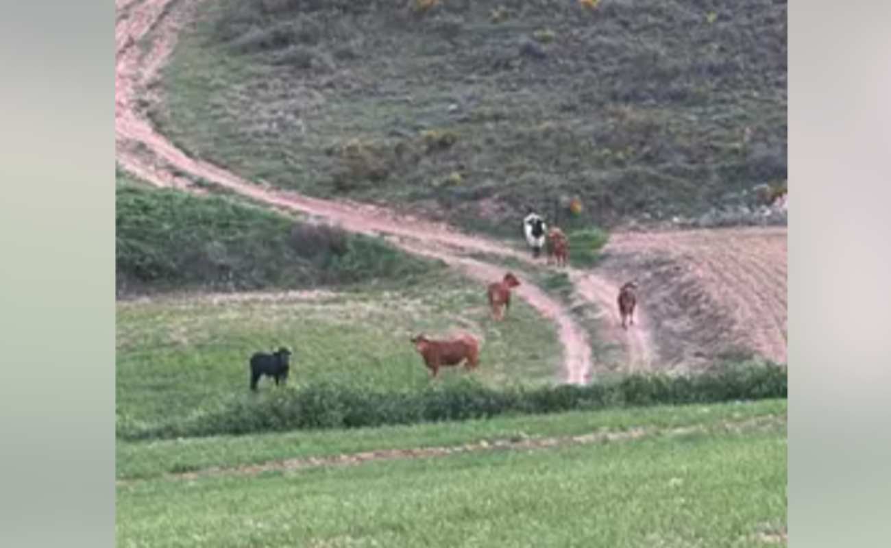 Los toros escapados cerca de Guadalajara ya están encerrados.