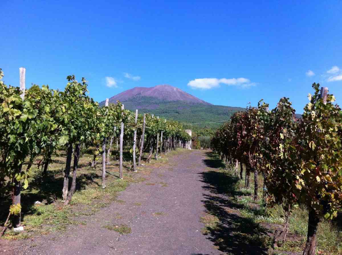 viñas volcanes