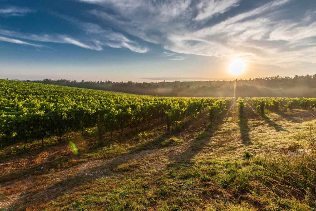 viñedo, viña, vino, campo, agricultura, agricultor, agricultores