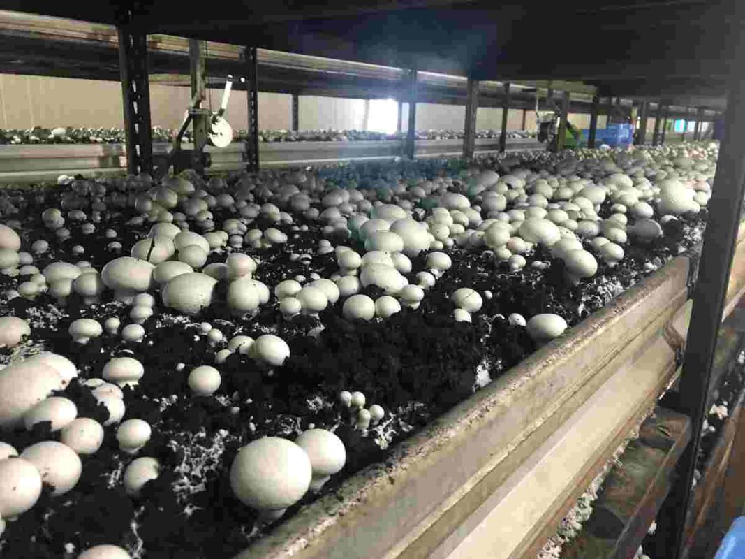 Champiñones de La Manchuela