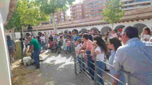 Subasta de ovino