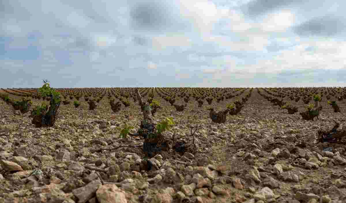 viñas en vaso, viña, vino, agricultura