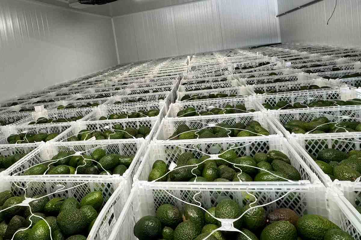 aguacate
