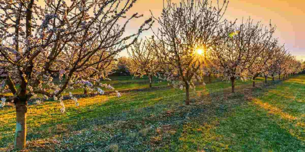almendros
