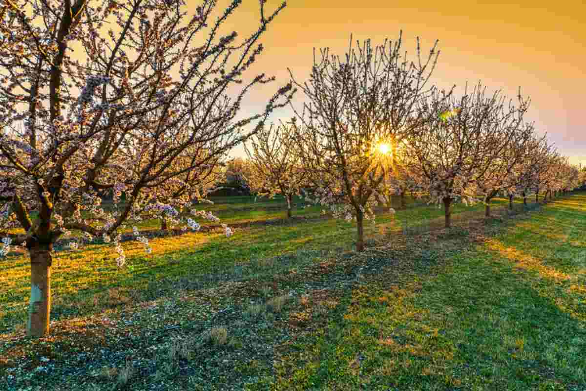 almendros