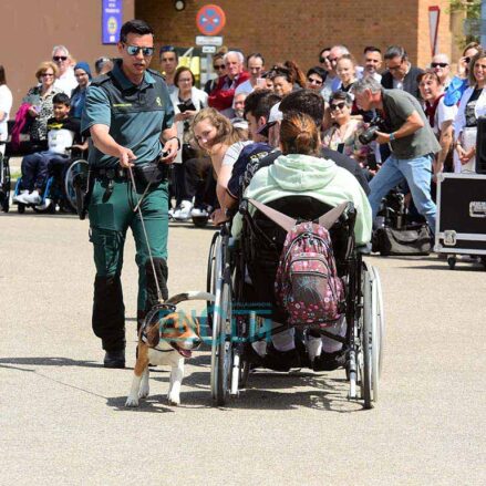 Exhibición de la Guardia Civil en el Hospital Nacional de Parapléjicos por el 50 aniversario del centro hospitalario. Foto: Rebeca Arango.