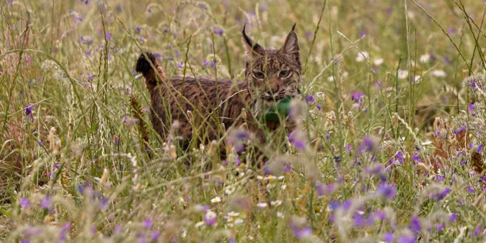 Foto de archivo de un lince ibérico. EFE/ Manu Reino.