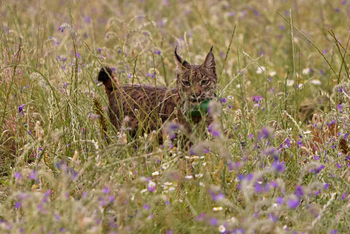 Imagen de la suelta de un lince ibérico para su reintroducción al medio natural. EFE/ Manu Reino.