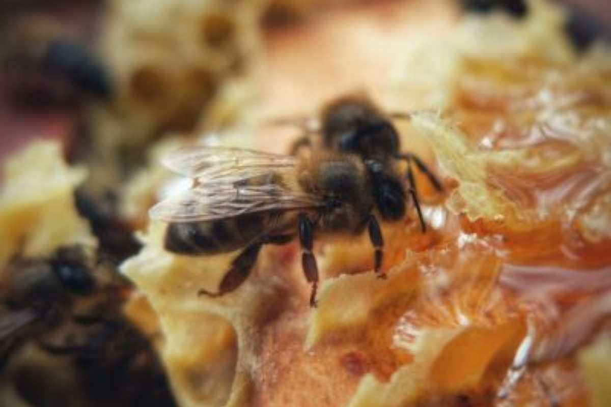 miel-abejas