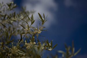 olivar-aceitunas-aceite
