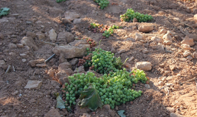 vendimia en verde