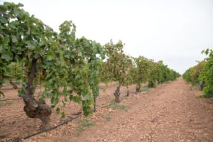 Viñedo ecológico.