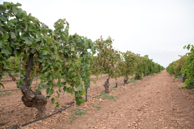 Viñedo ecológico.