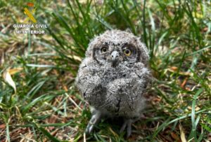 Imagen de un autillo rescatado por el Seprona.