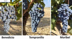 Investigadores de C-LM identifican variedades de vid alternativas al Tempranillo para adaptarlas al cambio climático