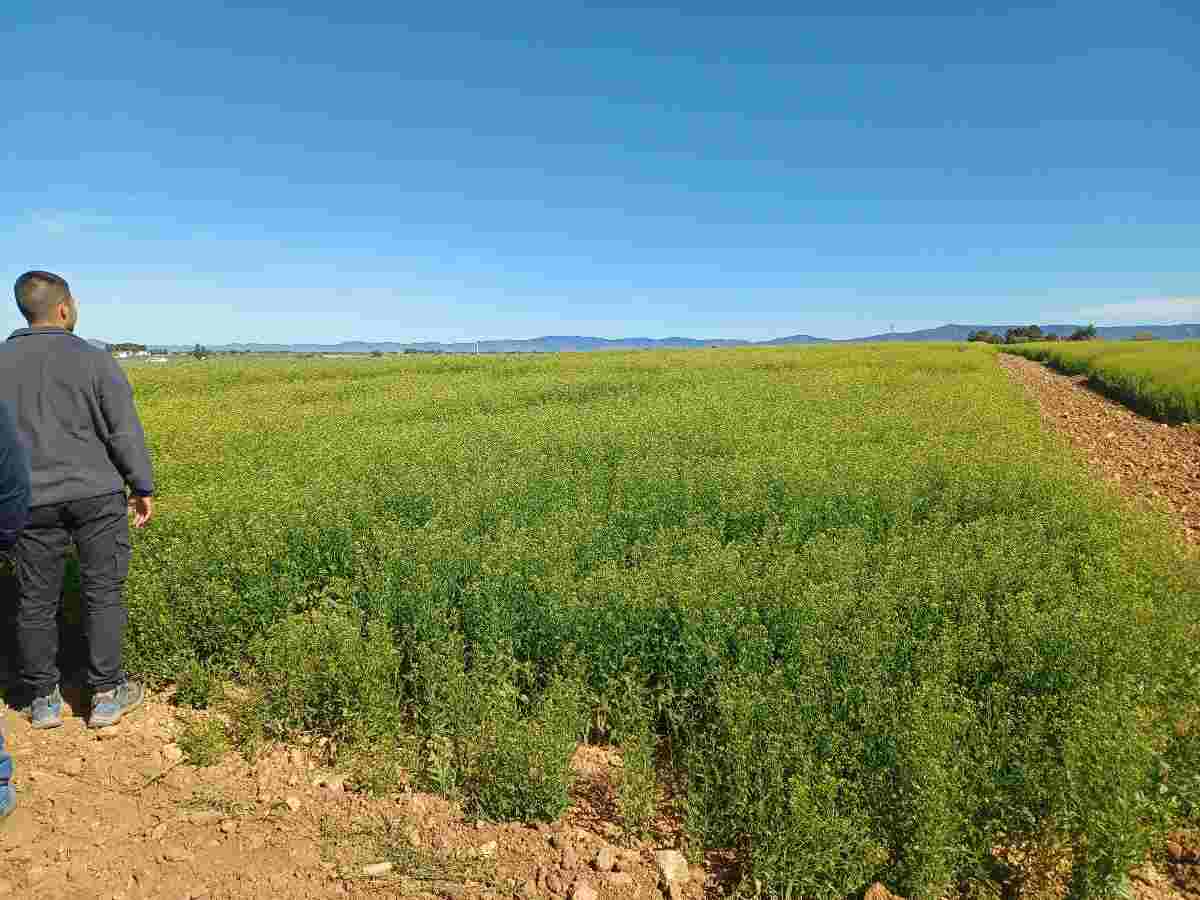 camelina
