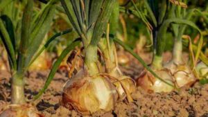 cebollas