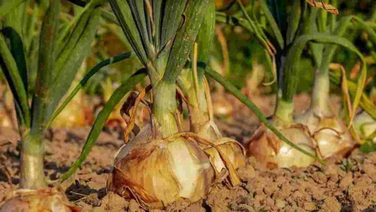cebollas