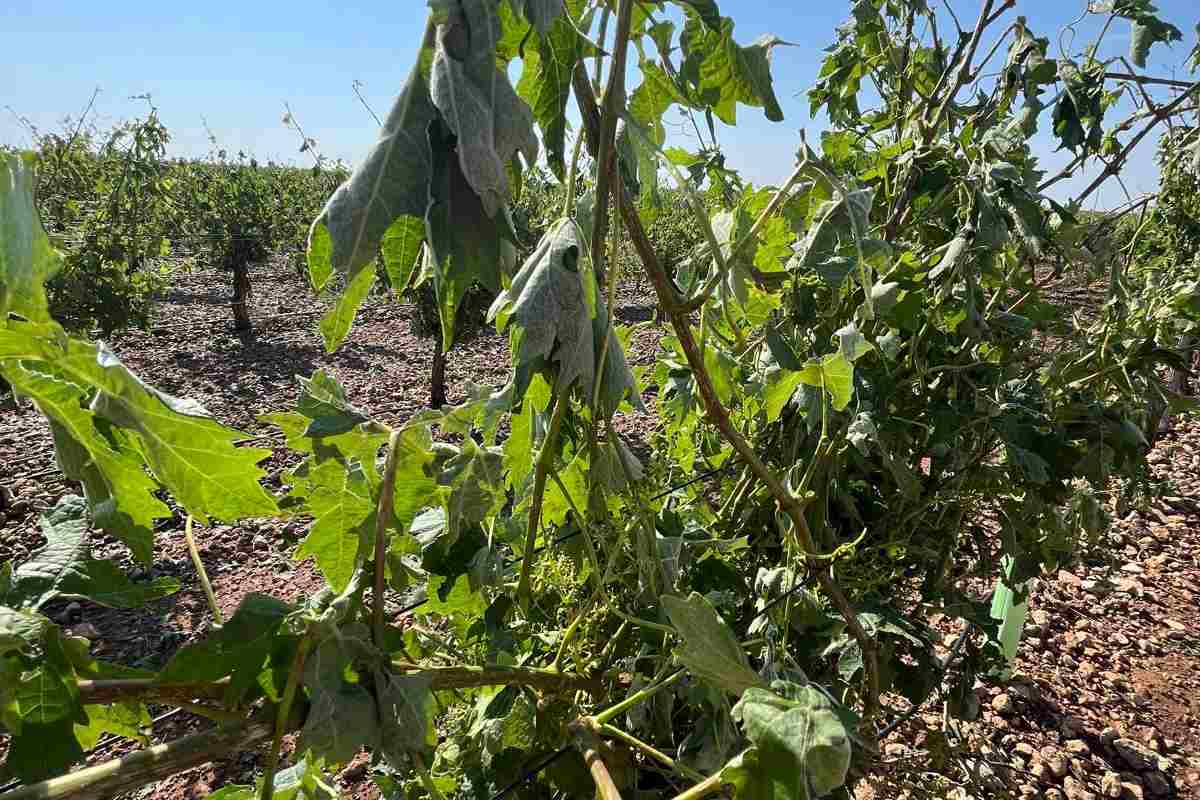 Daños en el cultivo de Ciudad Real por las tormentas