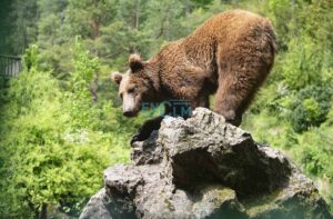 Imagen de uno de los osos de El Hosquillo. Foto: Rebeca Arango.