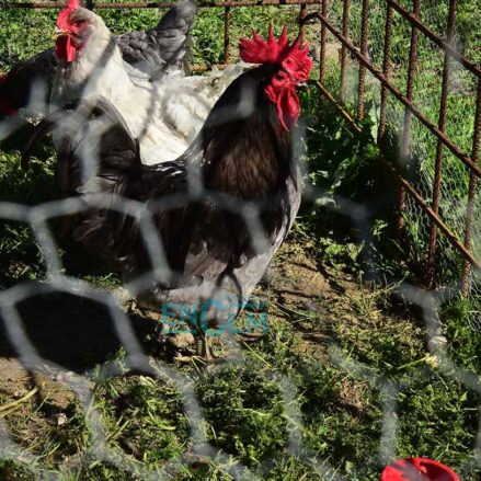 gallina, animal