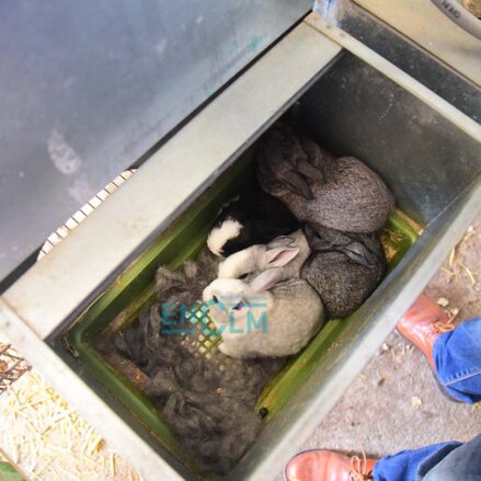 conejo, animal