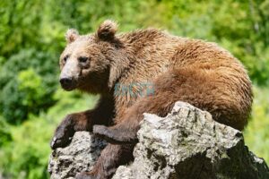 Oso en el parque cinegético El Hosquillo. Foto: Rebeca Arango.