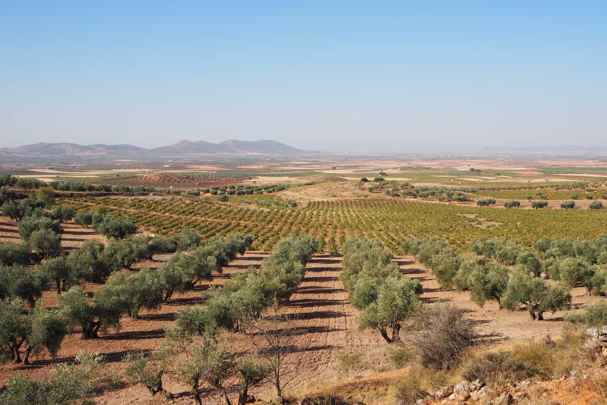 La extrema sequía azota a la provincia de Albacete.