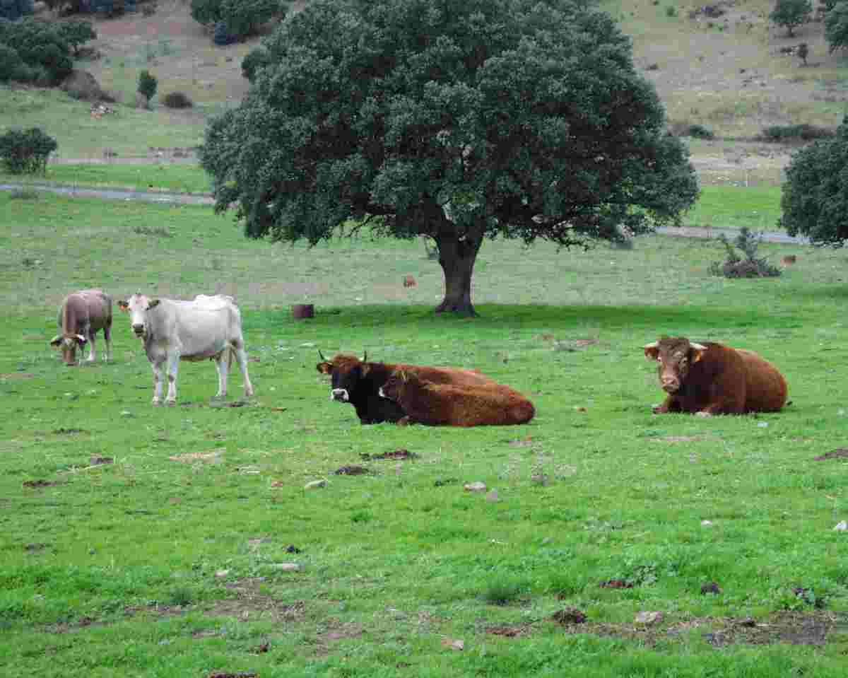 vacas