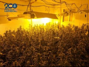 Marihuana incautada por la Policía Nacional