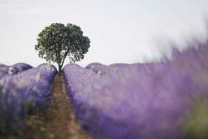 Campo de lavanda en Brihuega
