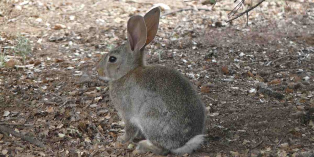 conejo