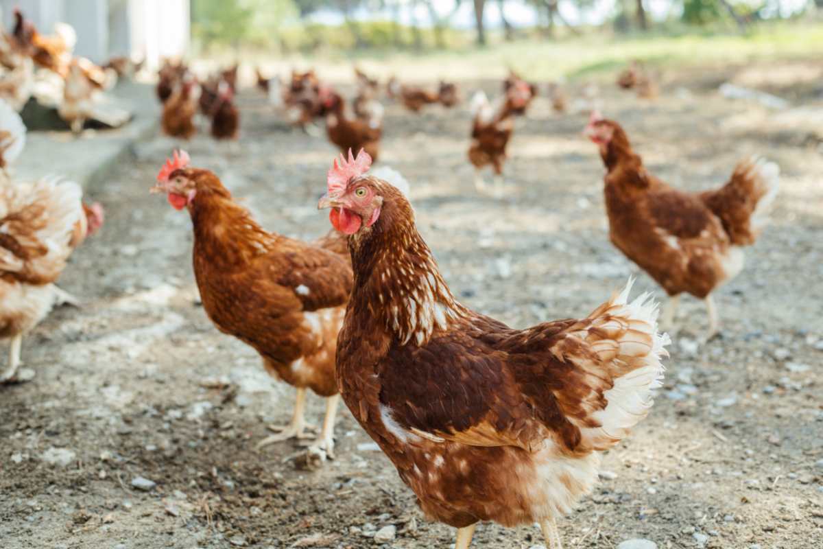 gallinas, huevos